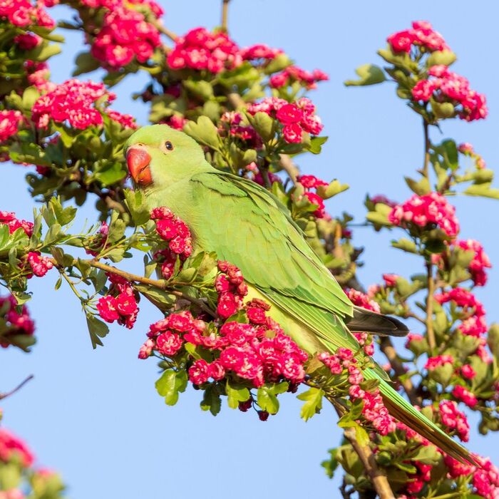 Индийский кольчатый попугай