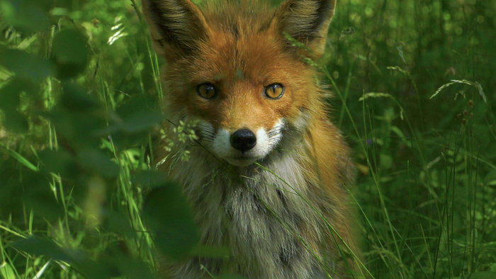 Лиса в Москве