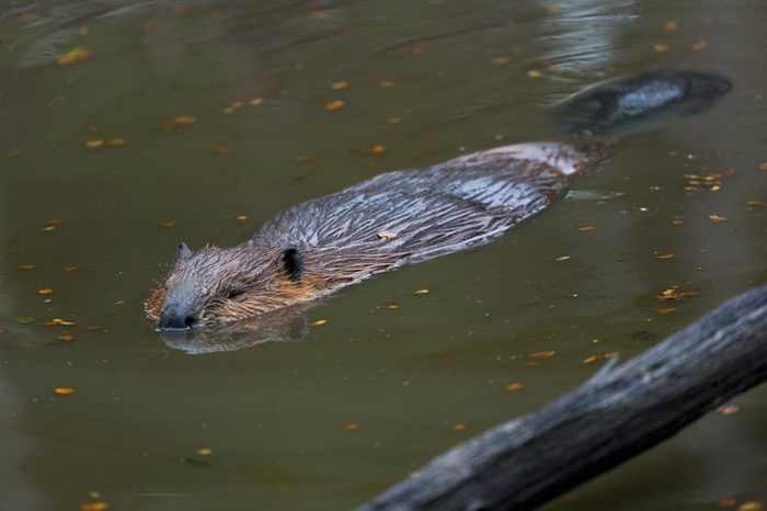 Бобр более крупным планом