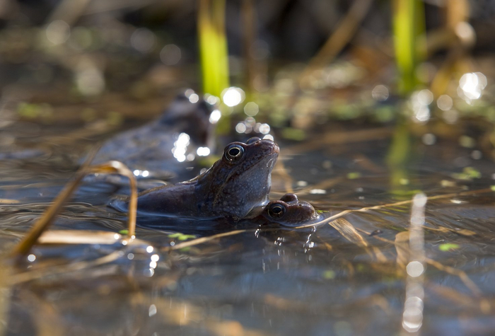 Травяные лягушки