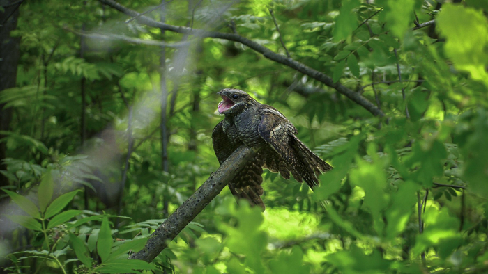 Козодой. Эти птицы мастерски умеют сливаться с корой деревьев