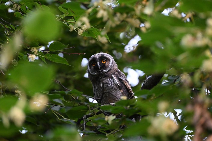 Слёток ушастой совы в Крылатском