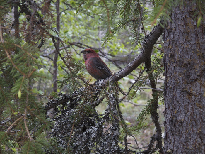 Клест – специалист по поеданию шишек