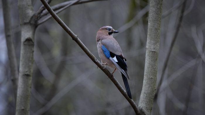 Сойки заслуженно считаются очень умными и сообразительными птицами: они способны к решению различных задач и даже самоконтролю. Увидеть соек можно, например, в Ботаническом саду МГУ