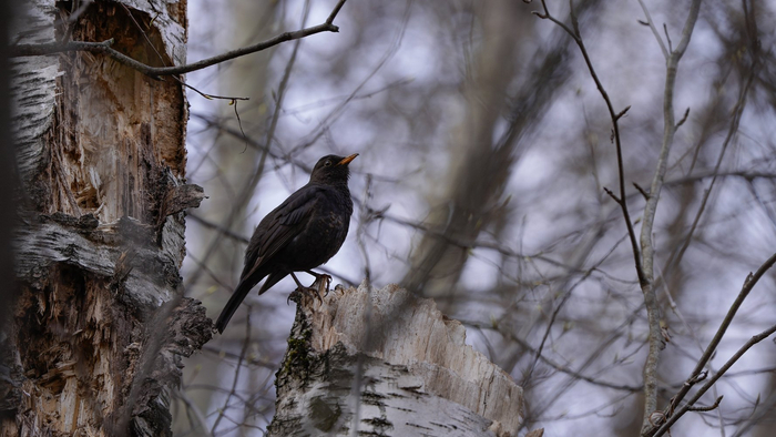 Чёрный дрозд, воспетый в произведениях многих поэтов и музыкантов