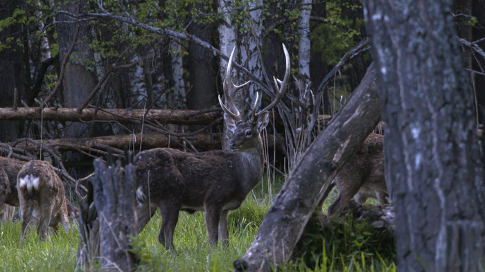 Пятнистые олени