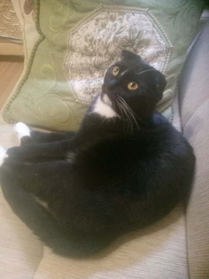 Да здравствует король!!! Да здравствует мужская ленивость!! Иногда они лёжа делают больше дел, чем мы - бегая! И это - удивительно. Муж не захотел фотаться, сказал, что лучше пусть его зам фотается вместо него. Он фотогеничнее типа...