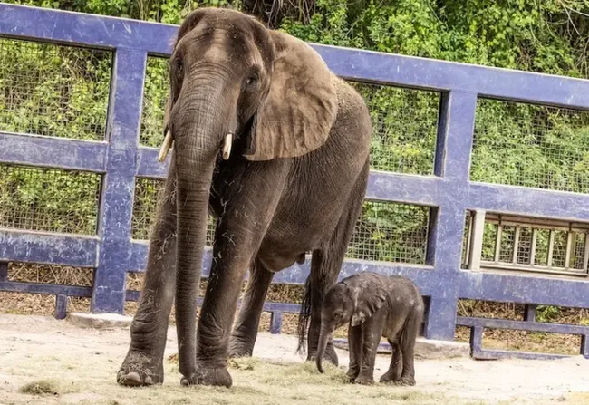 Слонёнок скоро познакомится со своей бабушкой Донной и другой своей тётей Стеллой