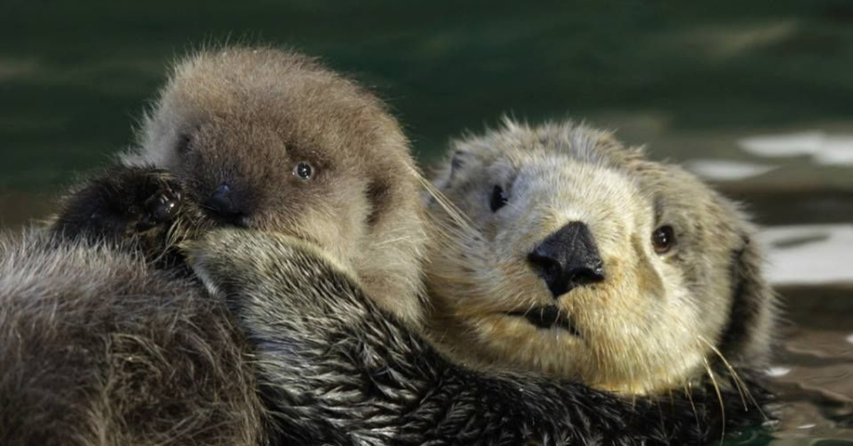 выдра группа животных окружающий. выдра группа животных окружающий. сообщение о выдре. доклад про выдру. выдра lutra lutra.