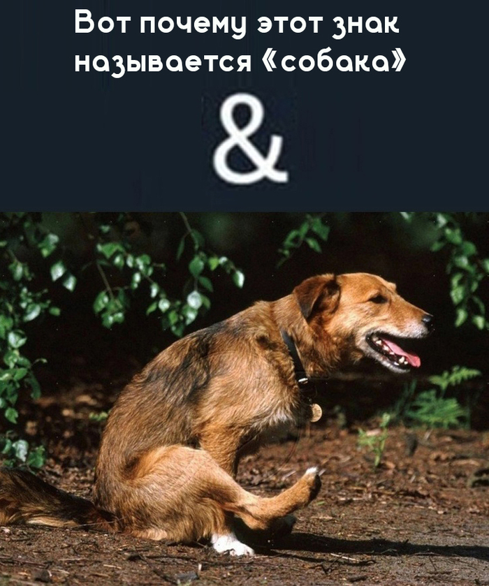 &обака | Пикабу