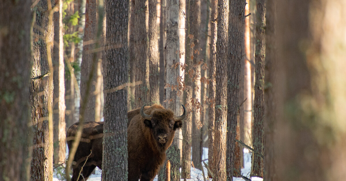 графский заповедник воронеж животные. кавказский биосферный заповедник фауна. звери в заповеднике. кавказский заповедник олень. заповедник нургуш животный мир.