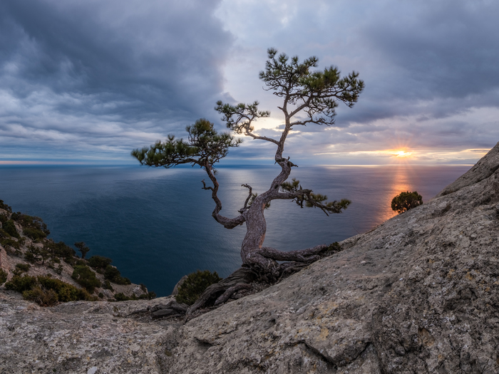 Сосна на пике Космос, гора Караул-Оба