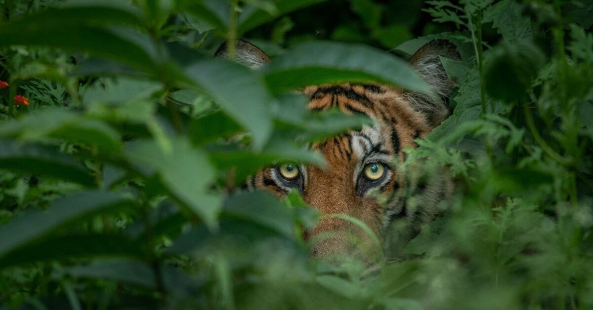 Тигр в засаде мем. Глаз тигра. Тигр в засаде. Тигр прячется. Взгляд хищника.