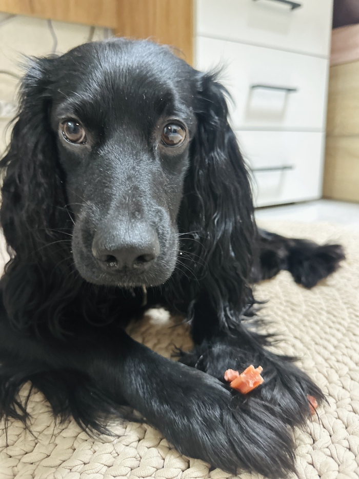 Довольный инспектор с вкусностями