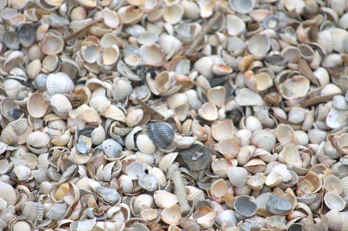 ����� "�����"