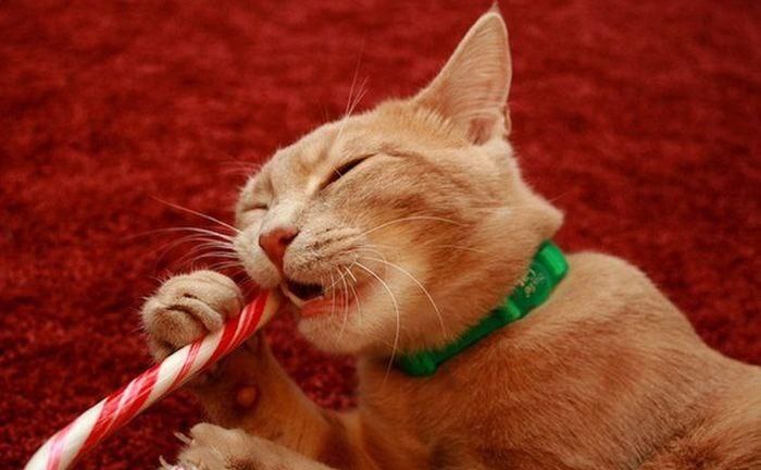 ���������� ���� �62