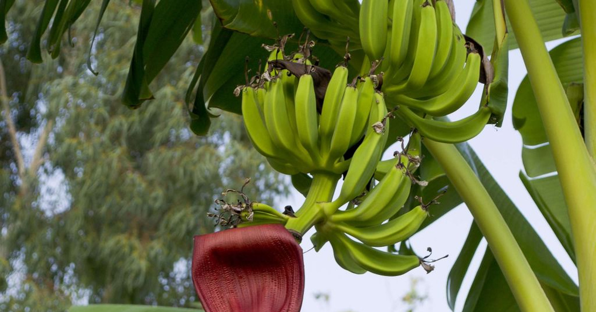 Банан это трава фрукт овощ или ягода. Цветущее банановое дерево. Бананы на ветке. Бананы растут. Банан это фрукт или ягода.