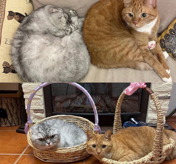 Это наш Сыроеженька и его новый друг!