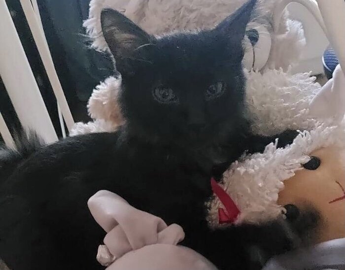 Забавный Гудрон обрёл дом 30 ноября 2023 года.