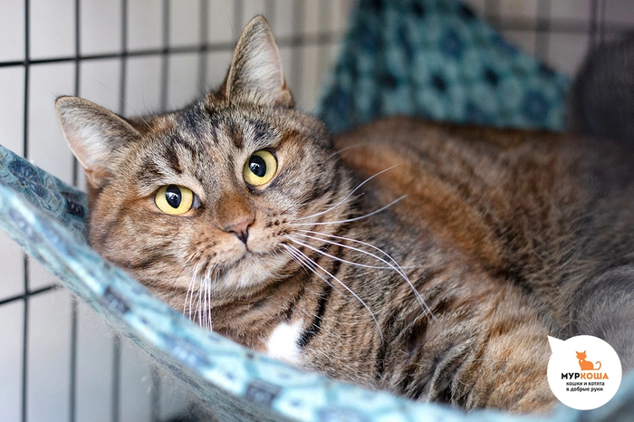 Сарафине 2 года, найдена на дачах. Робеет.