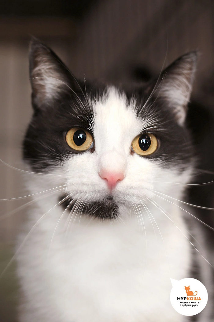 Котик Сипиван найден на даче. Активный и любопытный.