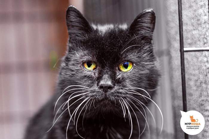 Котик Мурашек найден на улице. Ласковый, спокойный.