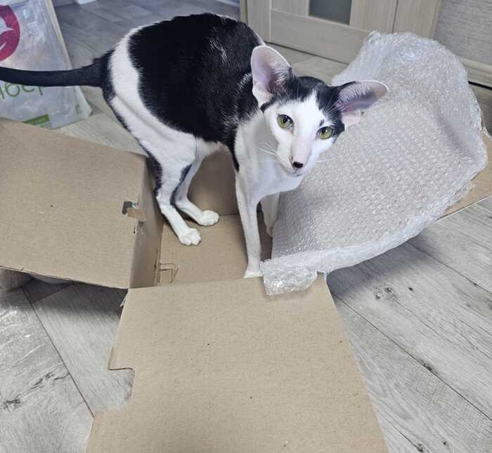 Майкл очень любит коробки:)