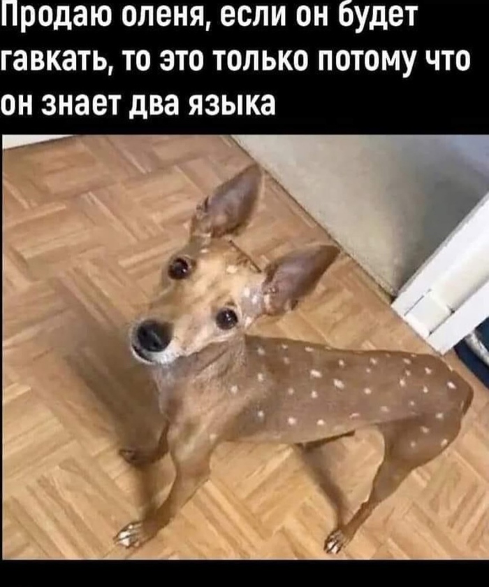 ������ �����