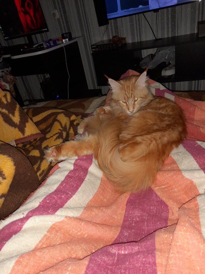 ������ ����