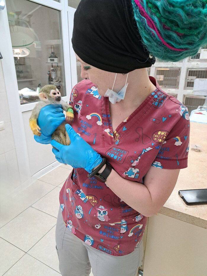 Давайте знакомиться Ветеринар, Экзотические животные, Ветеринария, Помощь животным, Длиннопост