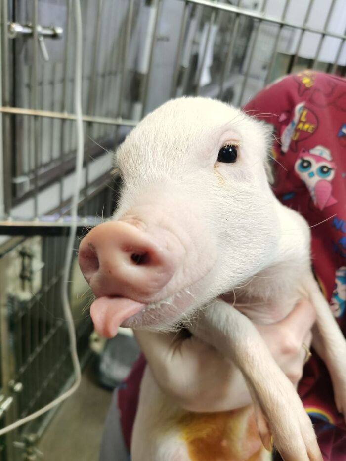 Давайте знакомиться Ветеринар, Экзотические животные, Ветеринария, Помощь животным, Длиннопост