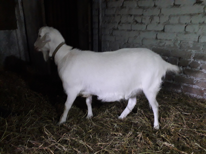 Ожиревший Яша