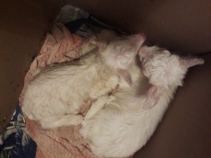 Еще не полностью обсохшие малыши