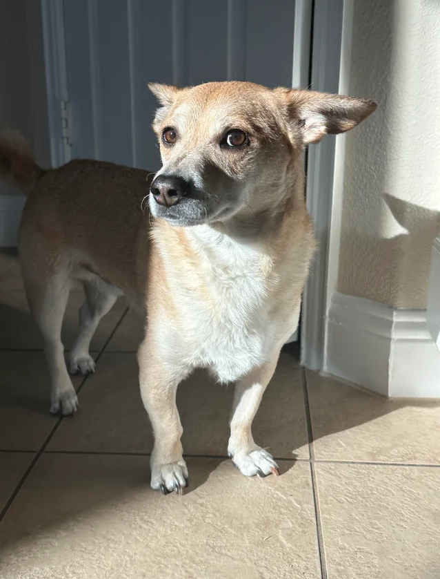 Просто милый пес в твоей ленте