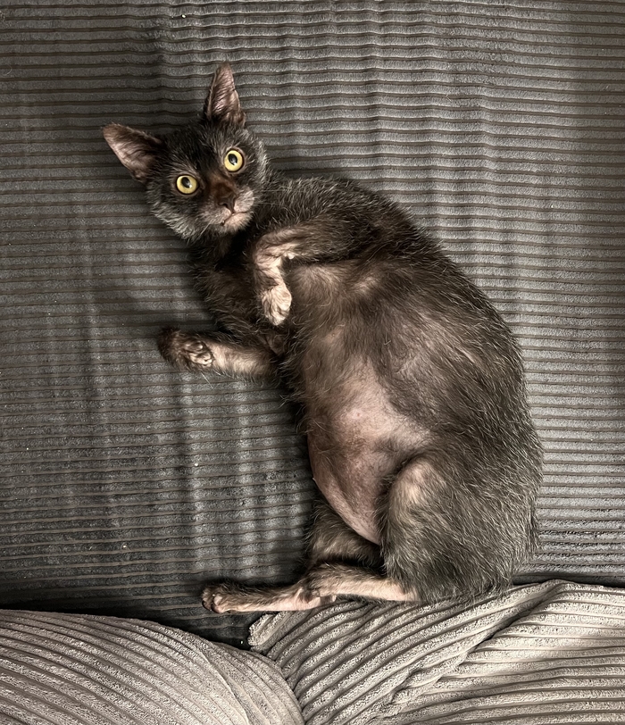 Ликой кошка фото