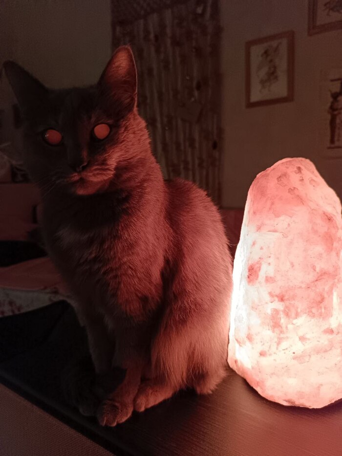 Кошка Сара напоминает, что ее пора покормить