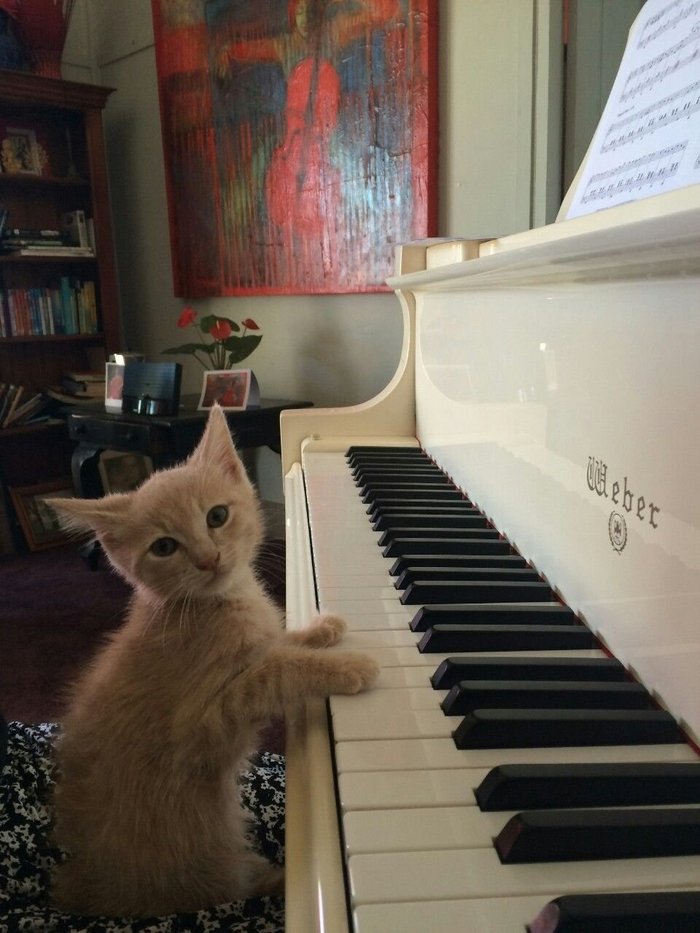 Вам кошачий вальс сыграть?