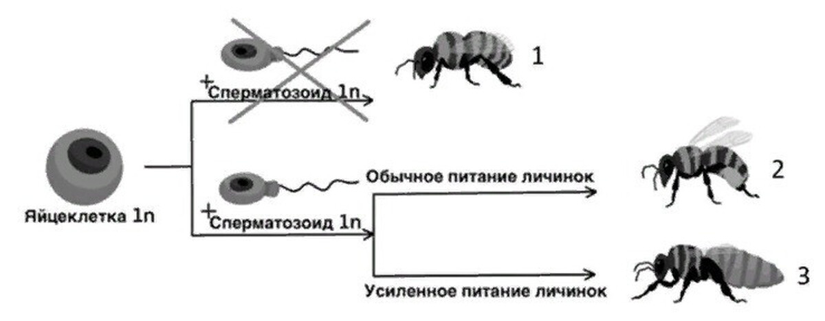 Образование спор партеногенез. 1. Назови способы размножения. Развитие организма из неоплодотворённой яйцеклетки это. Рабочие пчелы это бесполые особи. Размножение насекомых 7 класс Муха.