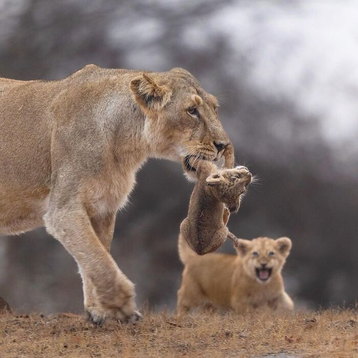 Нежные челюсти для непослушного детёныша