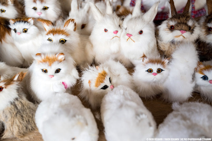 Судя по выражению морд, пара зайцев и белка справа тоже негодуют