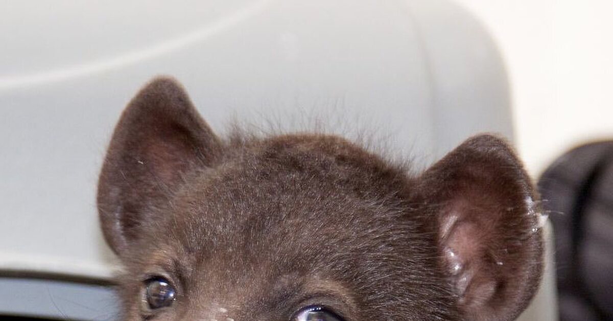 Ещё молоко на губах не обсохло | Пикабу