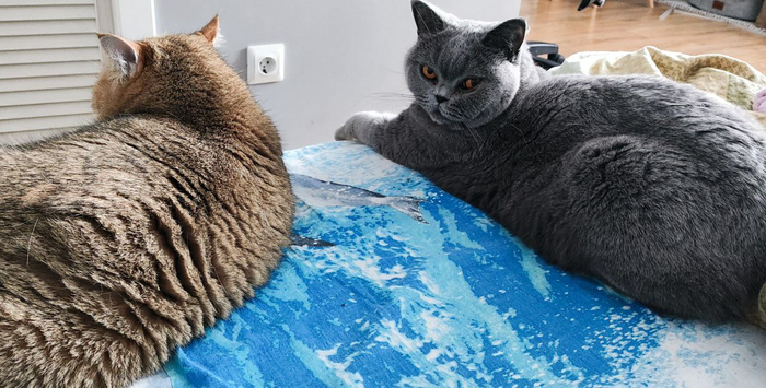 Это утреннее фото - В ожидании еды, с 6 утра!