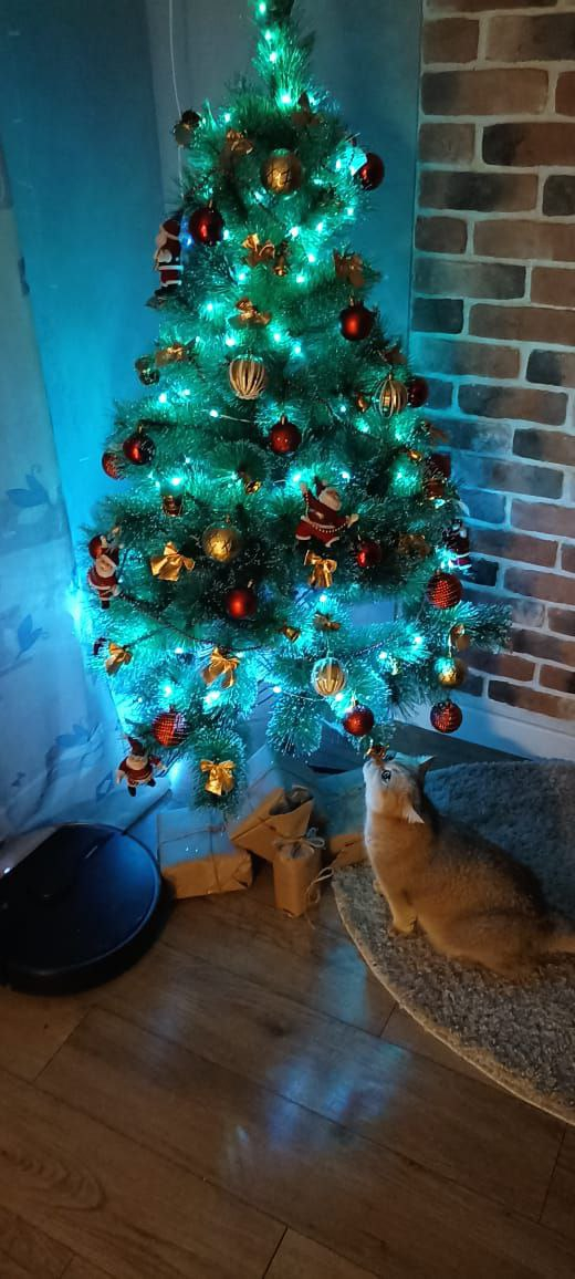 Выбирает, какую игрушку утащить с елки под покровом ночи.