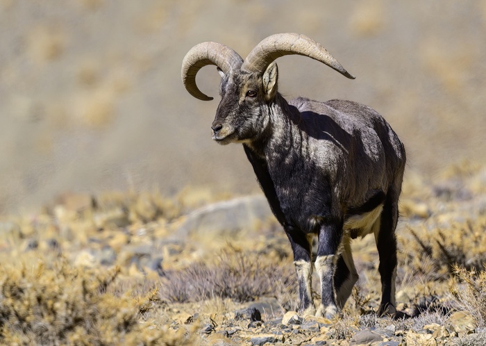 Голубой баран