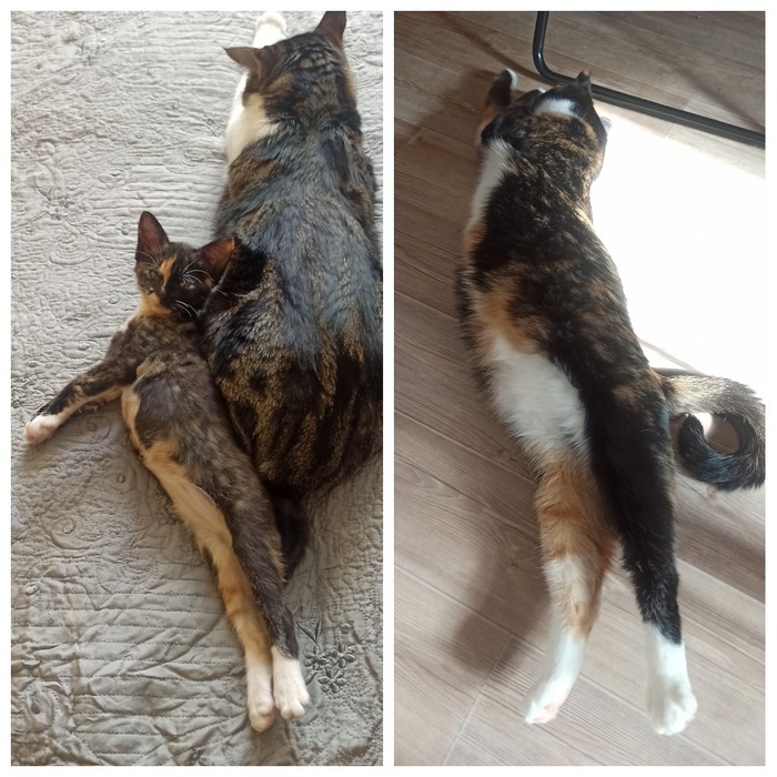    ,  ,  , 