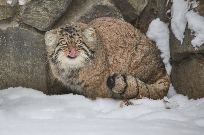 ����� ���, ������������� �������, ���� ��������� �������