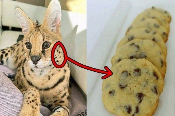 ����� ��� ���� �����?