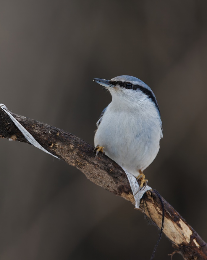 ������������ ���������