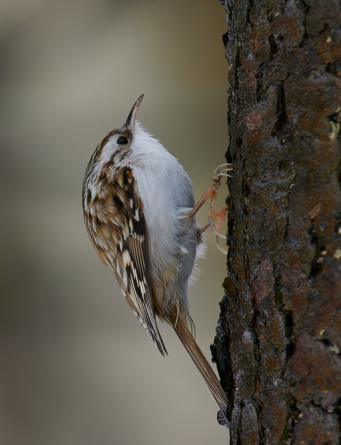 ������������ ������