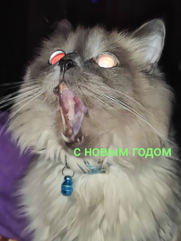 Кот орёт | Пикабу